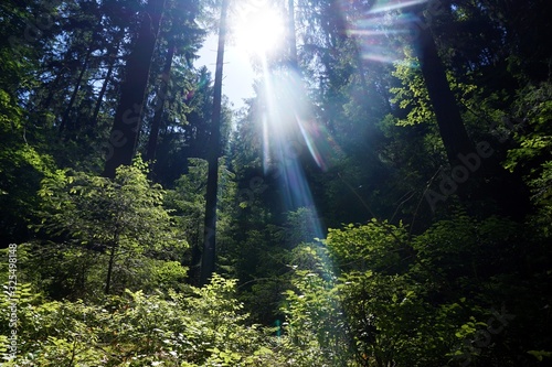 Magic sunlight shining through treetops in forest