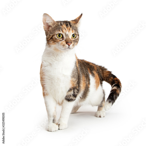 TriColor Young Cat Over White © adogslifephoto