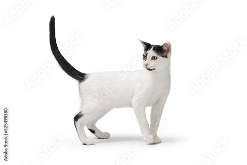 White Cat Black Markings Standing Side