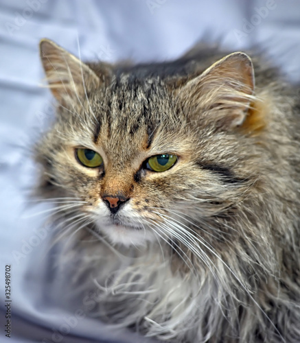 gray with brown siberian fluffy cat