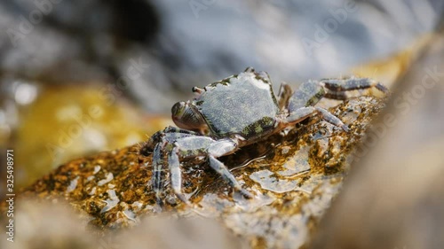 Carcinus maenas, green european crab on the stone shore. Adriatic coast. 4k. Slow motion photo