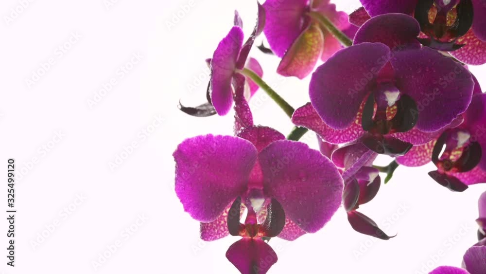 Closeup beautiful blooming orchid with water drops on a light background. Blooming flower. Wedding backdrop. Closeup beautiful blooming orchid with water drops on a light background. Blooming flower. Wedding backdrop.