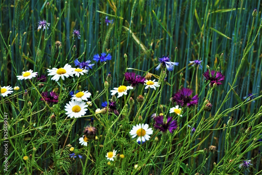 Blue and purple cornflowers and camomile plants spotted on a meadow