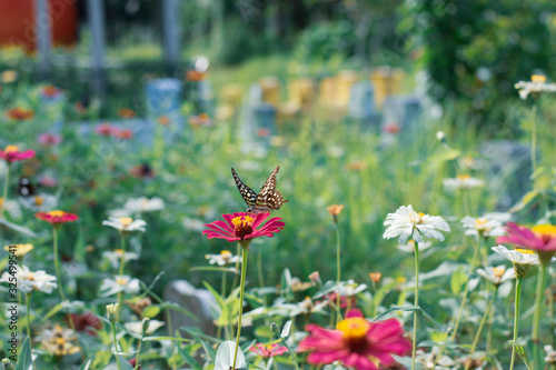 Canvas Print Fantasy tropical butterfly appearing in dreams