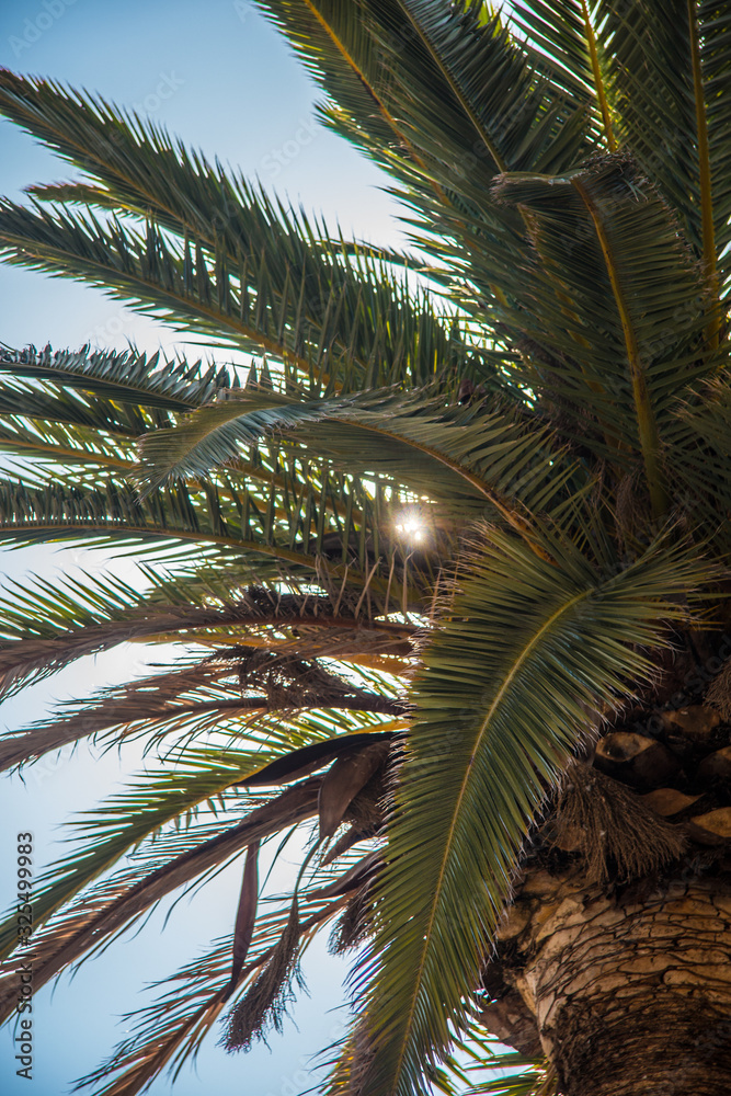 Fototapeta premium Wakacje pod palmą 