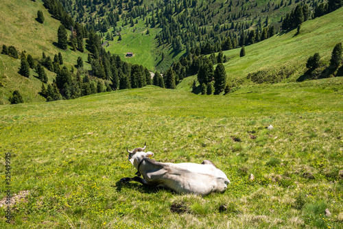 cow on a dizzying slope, in a sunny day, picture taken from above to highlight its altitude compared to the valley in the background