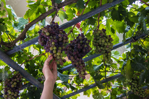 Zrywanie winogron