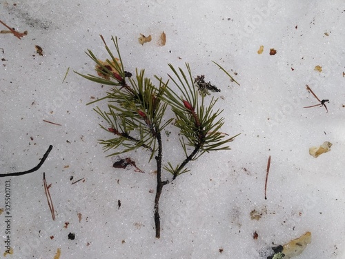 pine on a snow