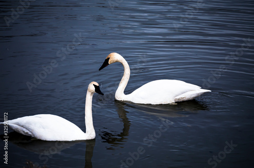 white swan on the lake © Denise