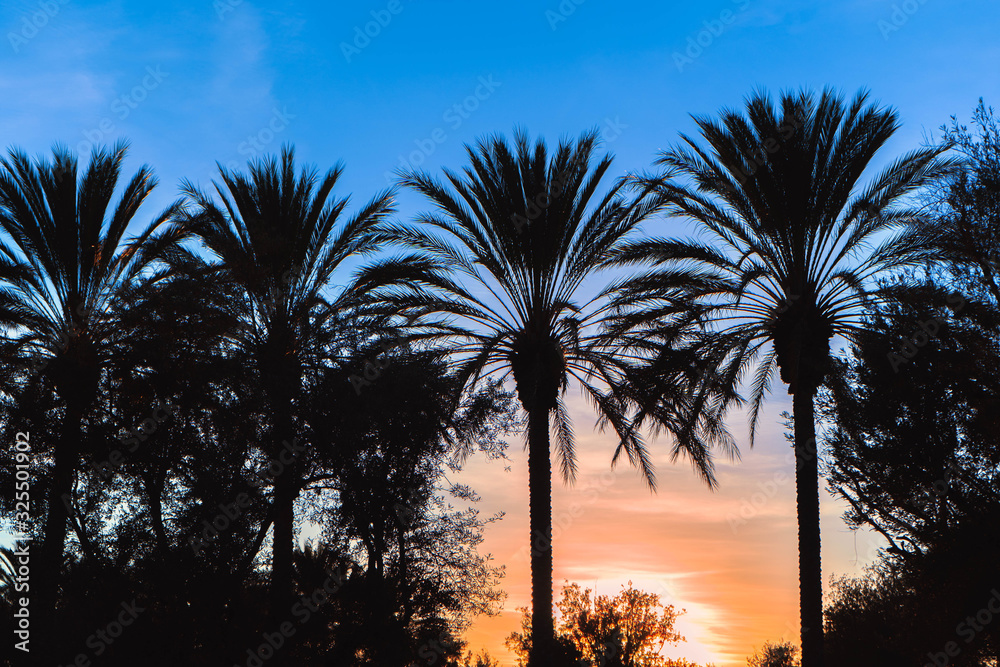 Obraz premium Palm tree silhouette at beautiful sunset