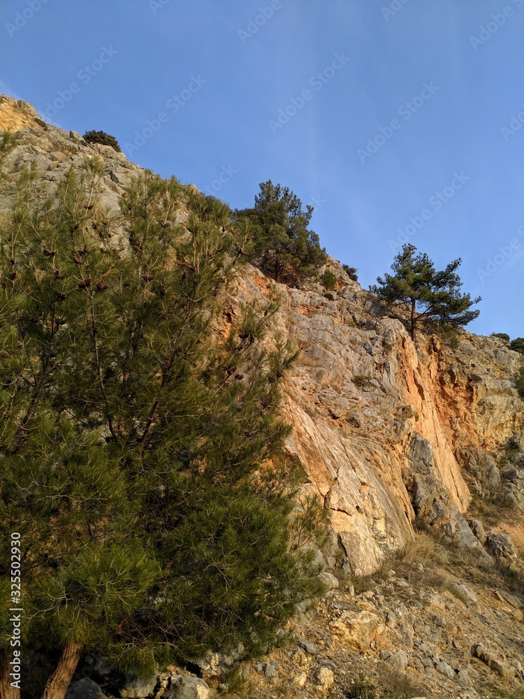 tree in mountains,landscape,sky tree in mountains,landscape,sky