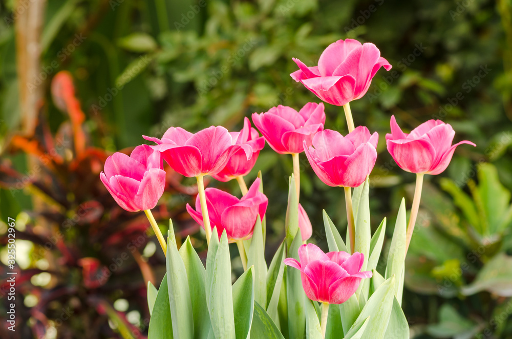 Garden tulips in the spring sun in the greenhouse Garden tulips in the spring sun in the greenhouse