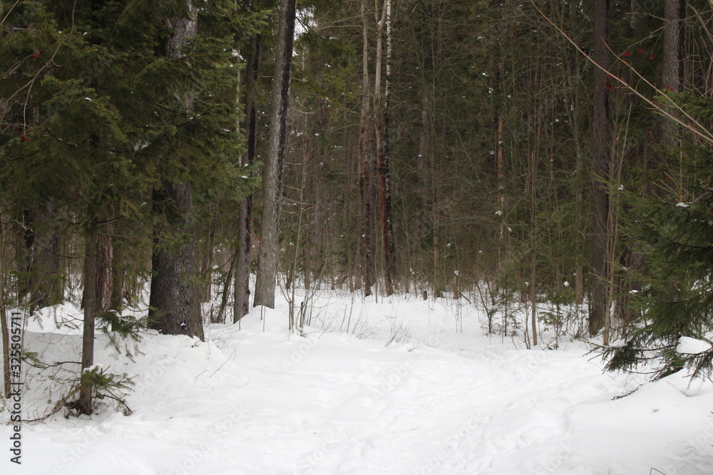 Fototapeta premium forest in winter