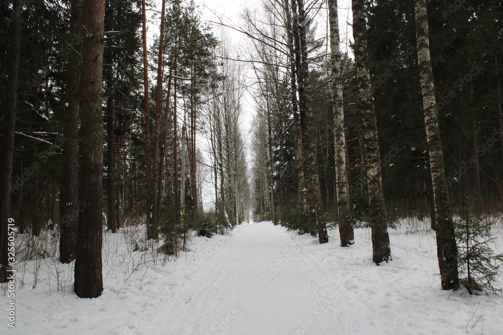 forest in winter forest in winter