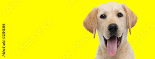 labrador retriever dog with brown fur sticking out tongue happy