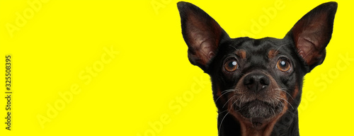 beautiful pincher dog with black fur looking at camera happy