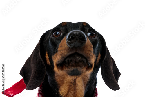 Fototapeta Naklejka Na Ścianę i Meble -  Close up of a begging Teckel puppy wearing red bandana