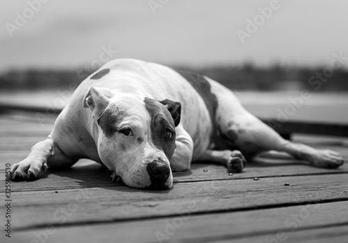 Fotografia Black and white photo of a lazy dog by the sea, Sydney Australia