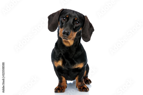 Curious Teckel puppy looking forward and tilting its head