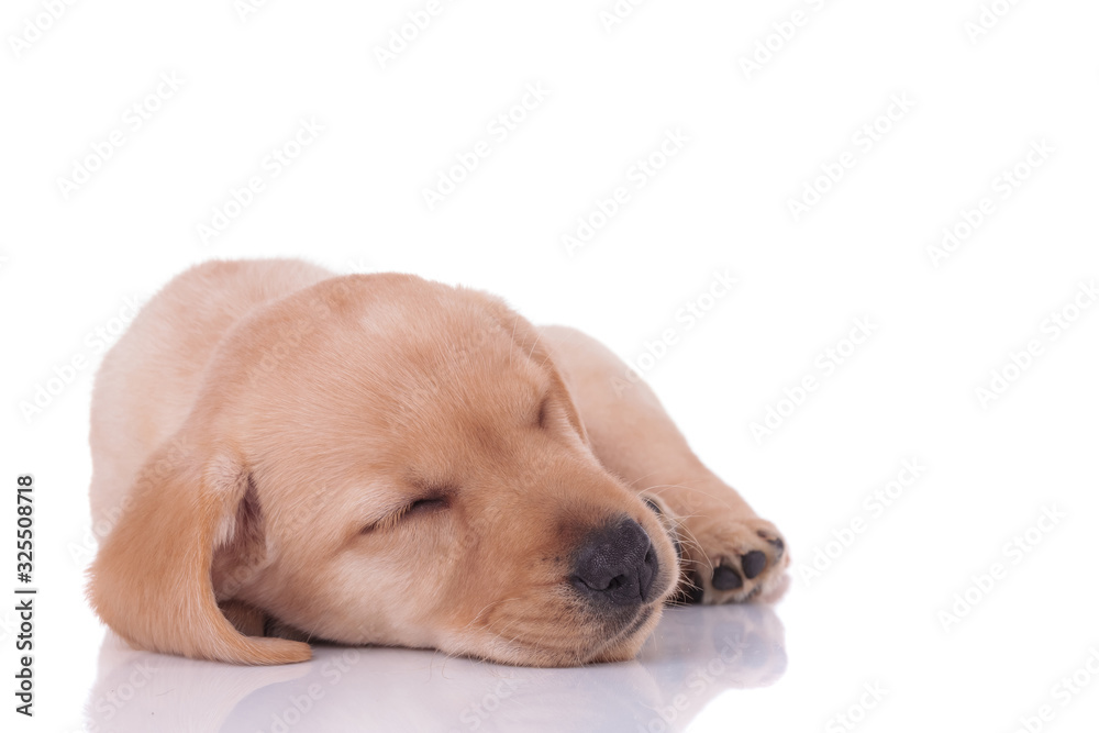 adorable labrador retriever sleeping on white background adorable labrador retriever sleeping on white background