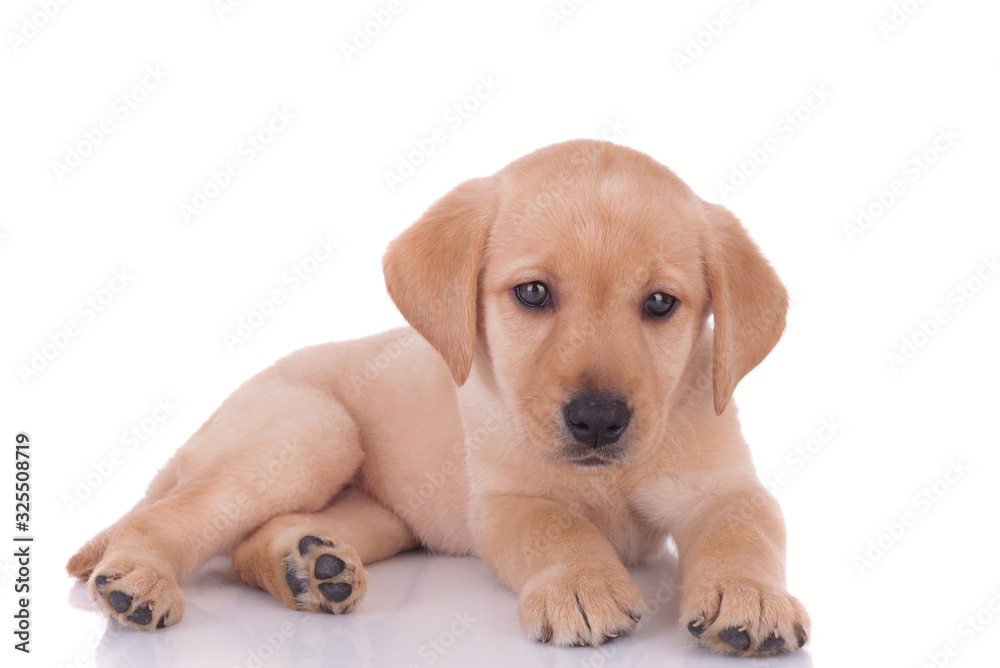 cute baby labrador retriever laying down on white background
