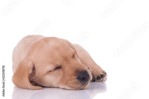 adorable labrador retriever sleeping on white background