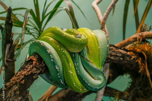 Green tree snake with biright green and emerald scales wrapped around a tree branch