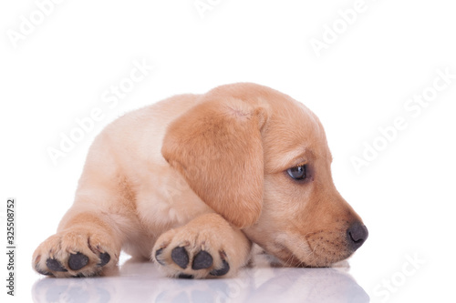 adorable labrador retriever laying down on white background