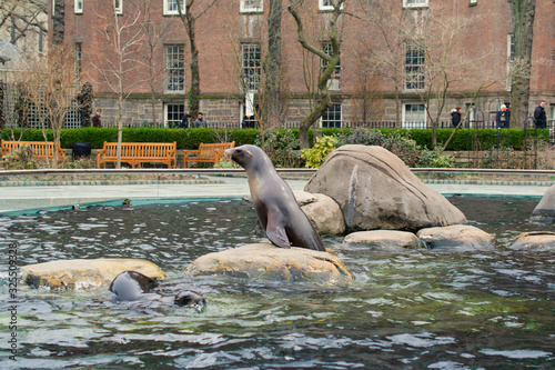 Zoo in the central park. Central Park in New York is one of the largest the USA and the most known the world. New York, USA
