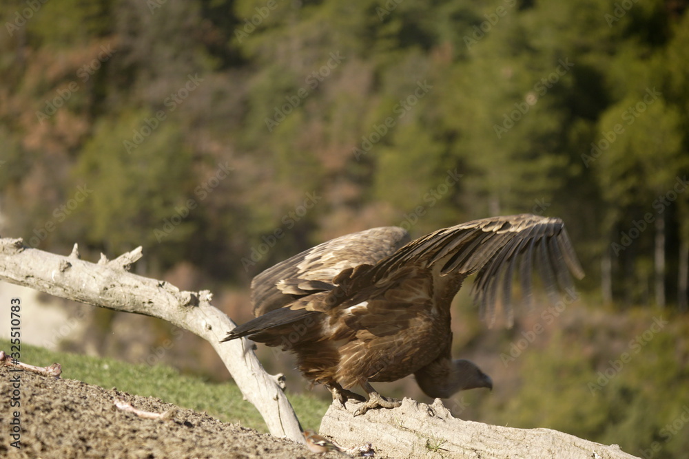 Fototapeta premium vulture