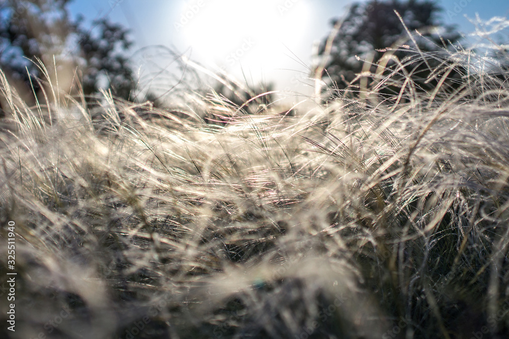 Feather grass. Sunset or sunrise. Natural background Feather grass. Sunset or sunrise. Natural background