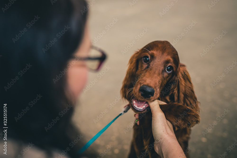 Ταπετσαρία Brown puppy dog is hungry and nibbling and chewing his owner's hand or finger
