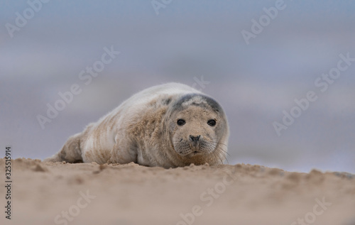 grey seals on a UK beach