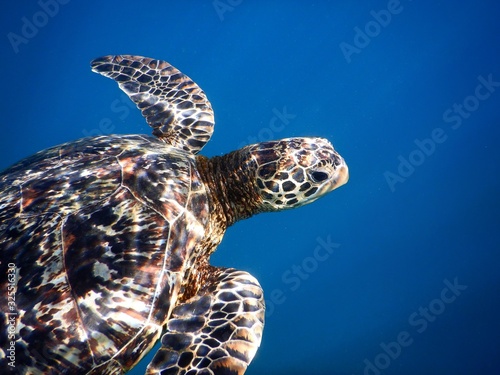 Samoa – A green sea turtle at Savaii
