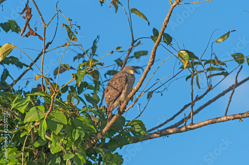 Roadside Hawk in a Pantanal Tree