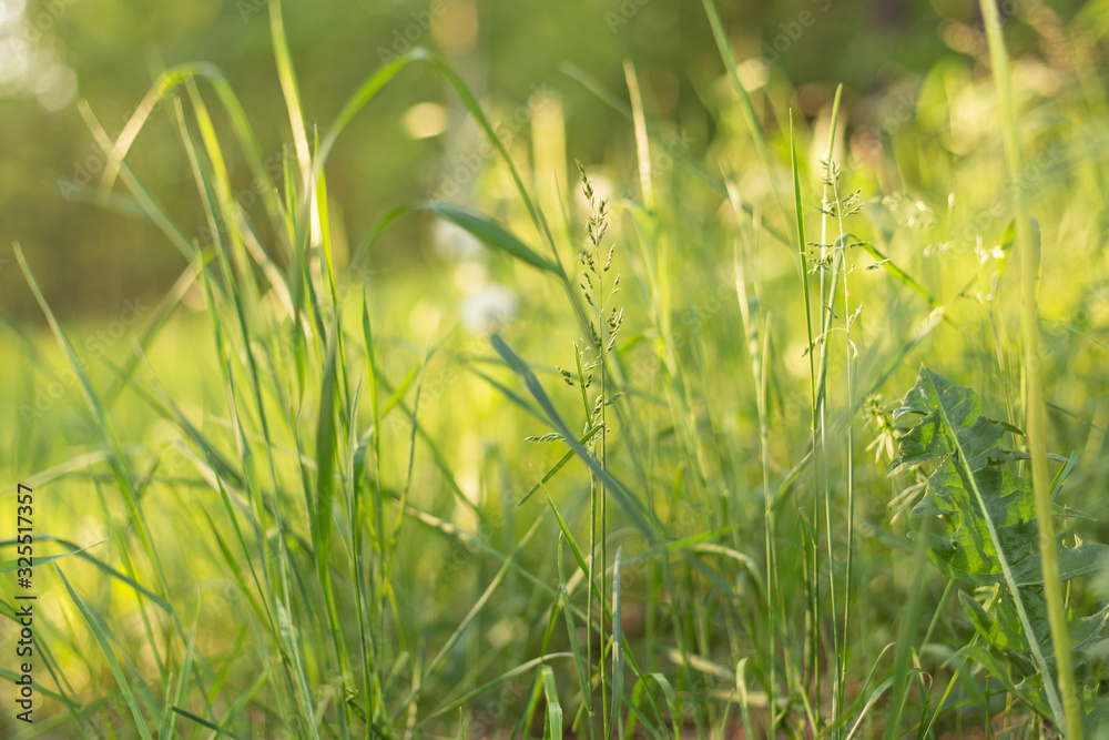 Spring green grass on meadow in yellow sunlight close up. Nature blurred background, bokeh