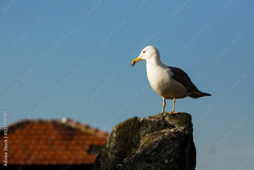 Seagull on the background roof old building. Seagull on the background roof old building.
