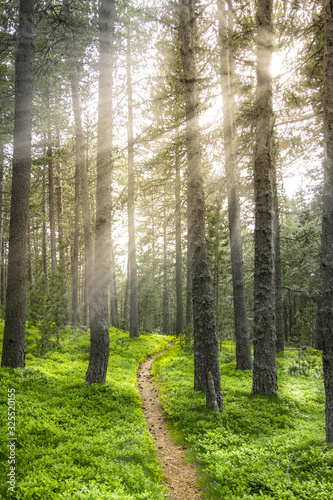 A trail in a pine forest with the sun s rays coming through the trees.