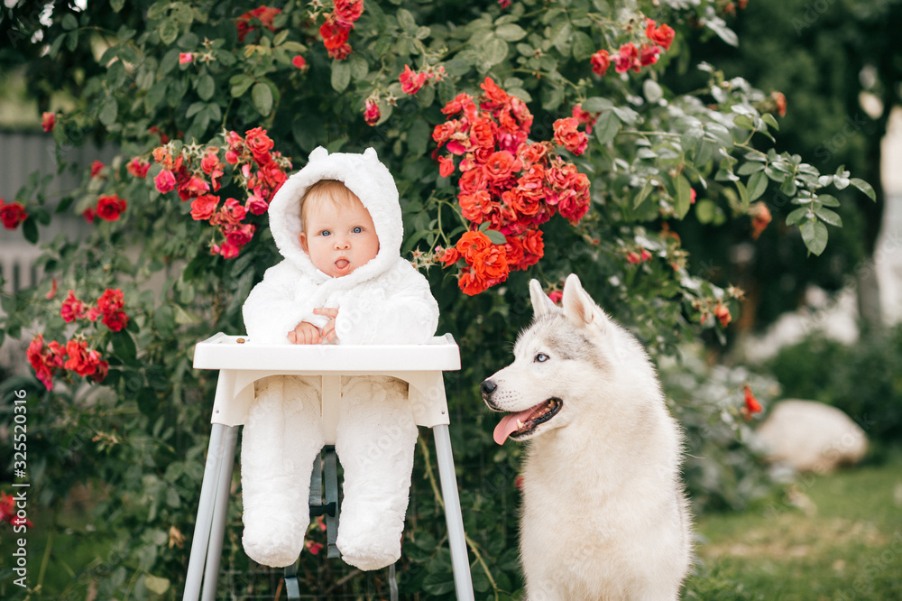 Φωτογραφία Charming baby boy in bear costume sitting in high chair with husky dog outdoor near bushes with red flowers