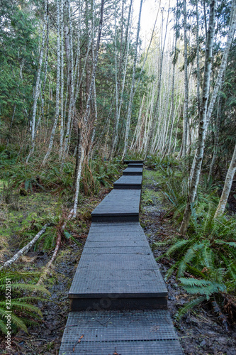 wooden pathway inside a humid forest in the park with fern plants on both sides