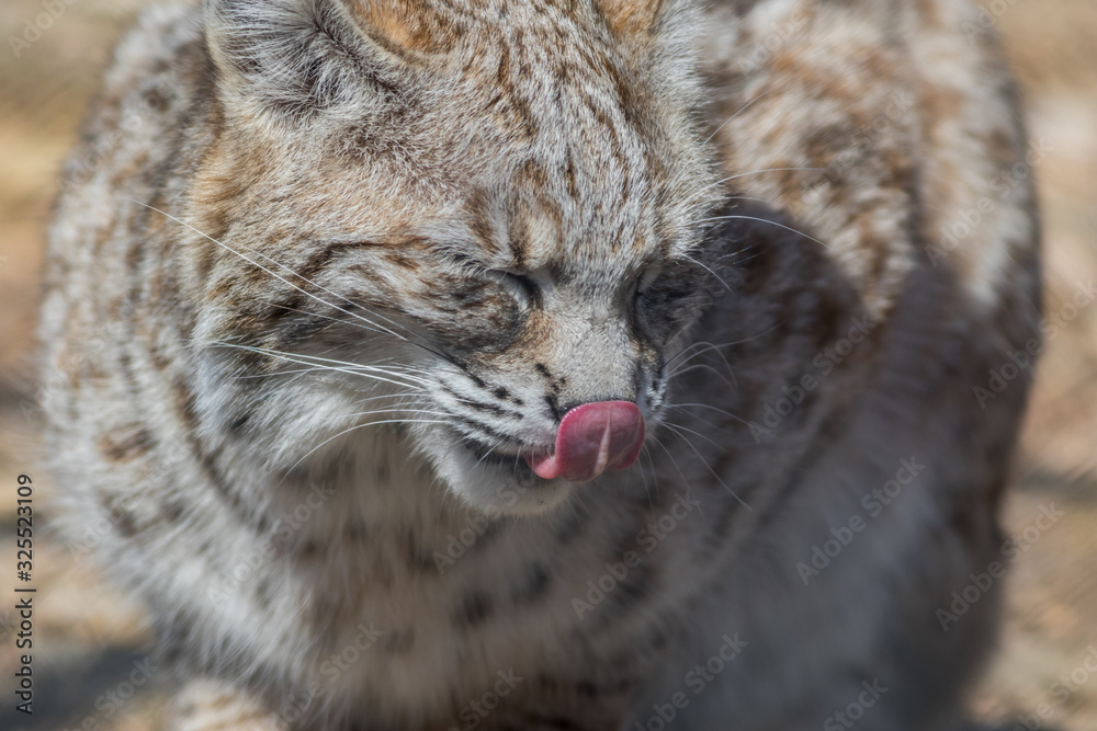 Bobcat (Lynx rufus) profile closeup cute with tongue licking nose Bobcat (Lynx rufus) profile closeup cute with tongue licking nose
