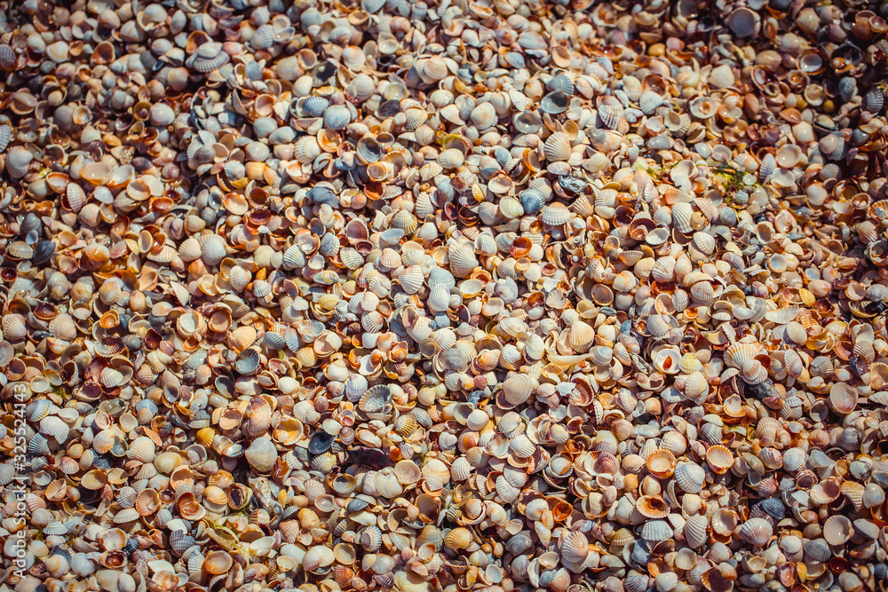 Natural sand and shells background Natural sand and shells background