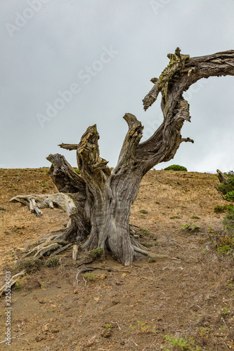 Gnarled Giant juniper trees twisted by strong winds. Trunks creep on the ground. El Sabinar  Island of El Hierro