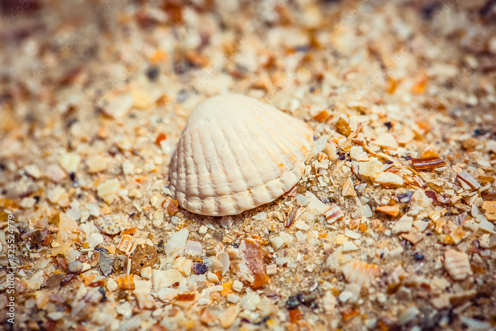 Shell on sandy beach Shell on sandy beach
