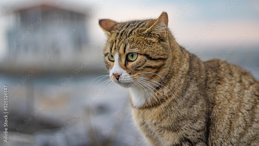 angry cat looking on sea background