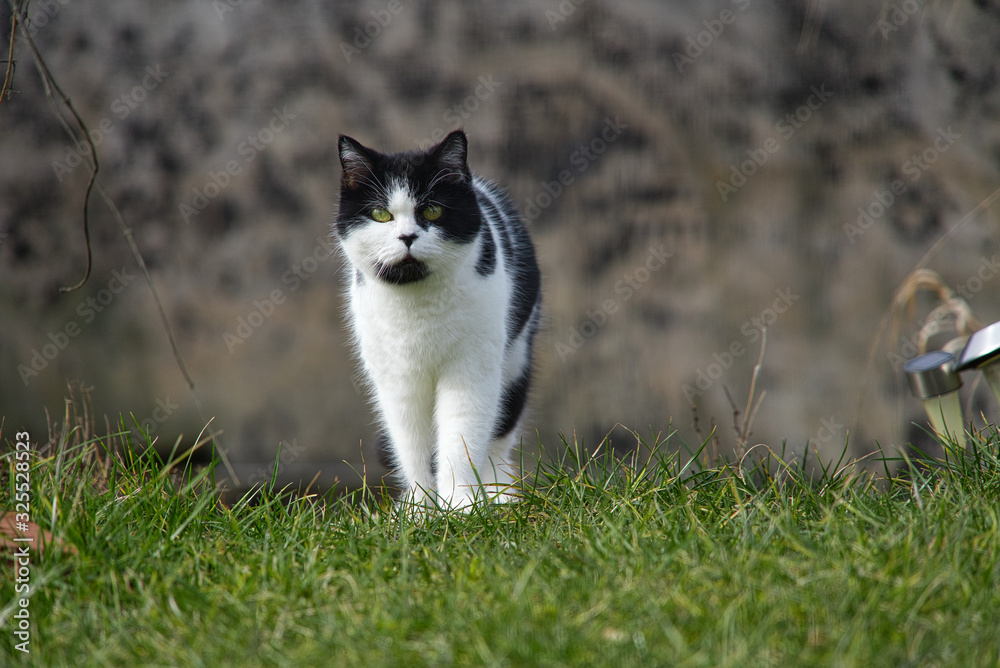 Schwarz weiße Perserkatze mit schwarzer Nase und grünen augen Schwarz weiße Perserkatze mit schwarzer Nase und grünen augen