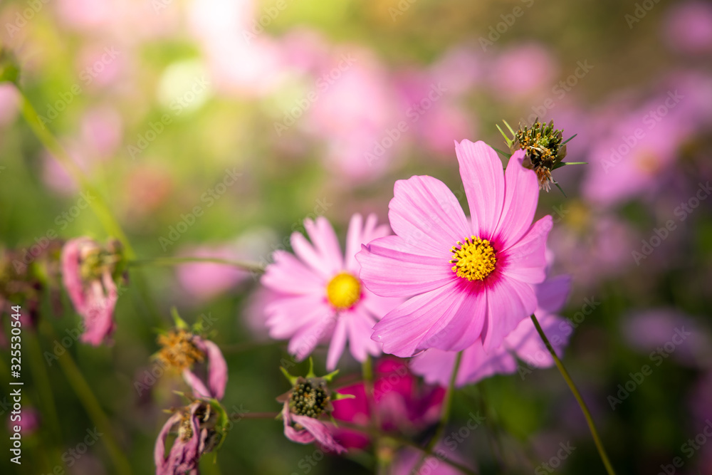 Beautiful Cosmos flowers in garden. Nature background. Beautiful Cosmos flowers in garden. Nature background.