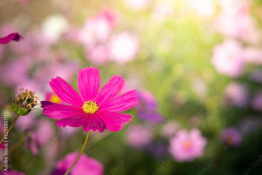 Beautiful Cosmos flowers in garden. Nature background. Beautiful Cosmos flowers in garden. Nature background.