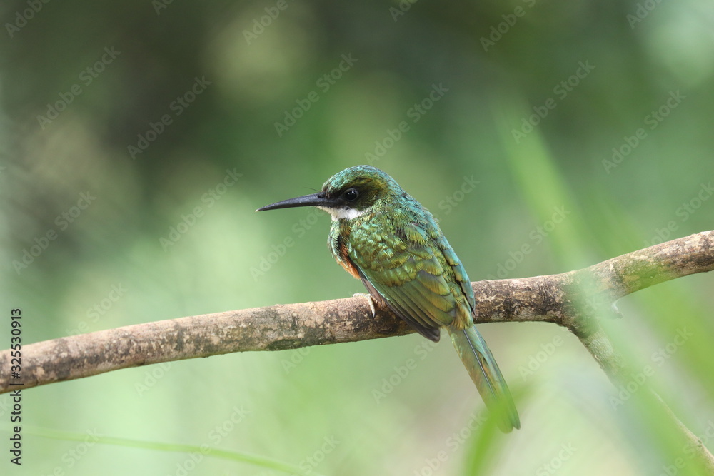 Fototapeta premium kingfisher on a branch