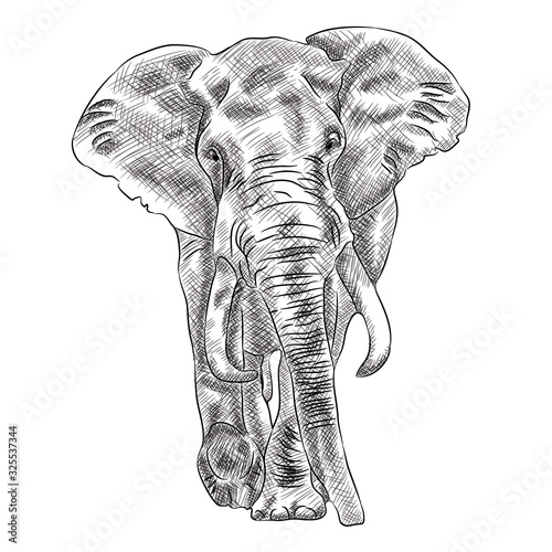 African Bush Elephant Digital Sketch Isolated On White